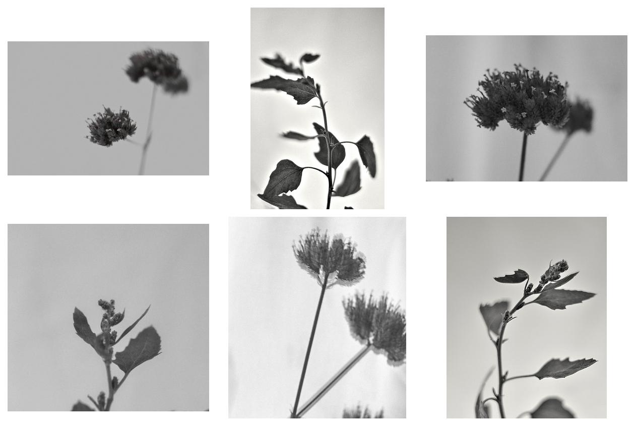 Study in Black and White II (Leaves and flowers) - Blog-Beitrag von Fotografin Risu / 26.09.2018 16:42