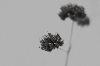 » #1/6 « / Study in Black and White II (Leaves and flowers) / Blog post by <a href="https://strkng.com/en/photographer/risu/">Photographer Risu</a> / 2018-09-26 16:42