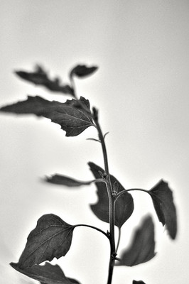» #2/6 « / Study in Black and White II (Leaves and flowers) / Blog-Beitrag von <a href="https://strkng.com/de/fotografin/risu/">Fotografin Risu</a> / 26.09.2018 16:42