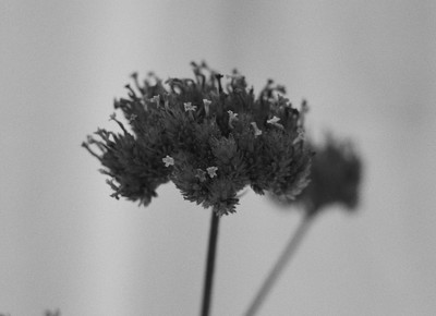 » #3/6 « / Study in Black and White II (Leaves and flowers) / Blog-Beitrag von <a href="https://strkng.com/de/fotografin/risu/">Fotografin Risu</a> / 26.09.2018 16:42