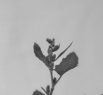 » #4/6 « / Study in Black and White II (Leaves and flowers) / Blog post by <a href="https://strkng.com/en/photographer/risu/">Photographer Risu</a> / 2018-09-26 16:42