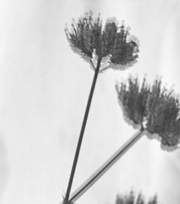 » #5/6 « / Study in Black and White II (Leaves and flowers) / Blog-Beitrag von <a href="https://strkng.com/de/fotografin/risu/">Fotografin Risu</a> / 26.09.2018 16:42