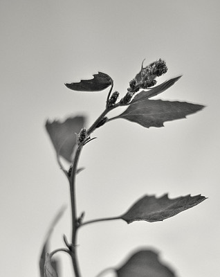 » #6/6 « / Study in Black and White II (Leaves and flowers) / Blog-Beitrag von <a href="https://strkng.com/de/fotografin/risu/">Fotografin Risu</a> / 26.09.2018 16:42