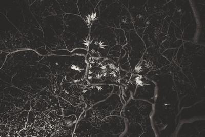 » #3/6 « / Electric Nature / Blog post by <a href="https://strkng.com/en/photographer/risu/">Photographer Risu</a> / 2018-12-22 20:20