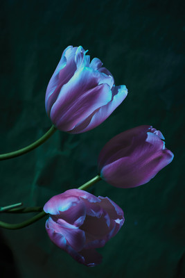 » #2/4 « / Winterblüten / Blog post by <a href="https://strkng.com/en/photographer/risu/">Photographer Risu</a> / 2019-02-28 15:10