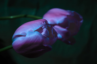 » #3/4 « / Winterblüten / Blog post by <a href="https://strkng.com/en/photographer/risu/">Photographer Risu</a> / 2019-02-28 15:10