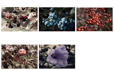 Farbenfroh floral - Blog post by Photographer nonkonform / 2018-11-29 17:40