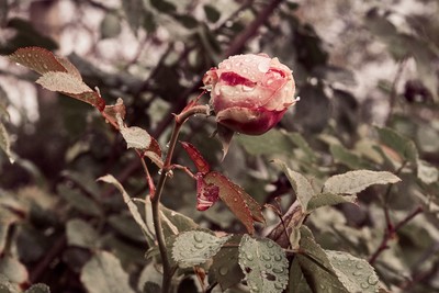 » #4/5 « / Farbenfroh floral / Blog-Beitrag von <a href="https://strkng.com/de/fotograf/nonkonform/">Fotograf nonkonform</a> / 29.11.2018 17:40