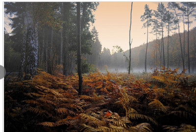 » #2/7 « / WaldesLust       Geschichten, Fabeln und Märchen / Blog-Beitrag von <a href="https://strkng.com/de/fotograf/thomas+illhardt/">Fotograf Thomas Illhardt</a> / 11.12.2018 11:44