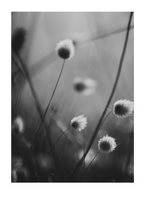 Saltwater Ballads  / Schwarz-weiss