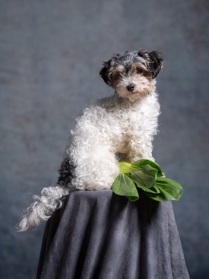 » #1/9 « / Henk und drei Rollen Film / Blog post by <a href="https://strkng.com/en/photographer/ewald+vorberg/">Photographer Ewald Vorberg</a> / 2024-08-25 15:36 / Tiere / dog,studio