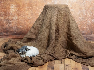 » #9/9 « / Henk und drei Rollen Film / Blog post by <a href="https://strkng.com/en/photographer/ewald+vorberg/">Photographer Ewald Vorberg</a> / 2024-08-25 15:36 / Tiere / dog,studio