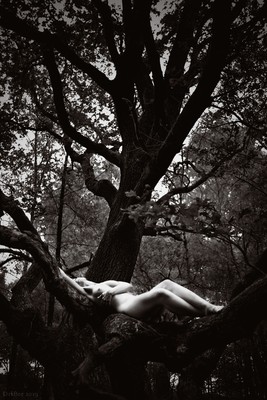 » #4/5 « / a tree / Blog-Beitrag von <a href="https://dirkbee.strkng.com/de/">Fotograf DirkBee</a> / 12.07.2019 22:38 / Nude