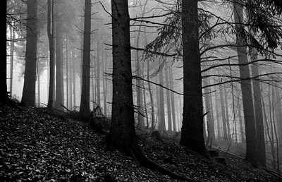 » #1/6 « / Waldgeflüster / Blog-Beitrag von <a href="https://strkng.com/de/fotograf/filthy+wizard/">Fotograf Filthy Wizard</a> / 21.04.2019 04:20 / Natur