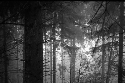 » #2/6 « / Waldgeflüster / Blog post by <a href="https://strkng.com/en/photographer/filthy+wizard/">Photographer Filthy Wizard</a> / 2019-04-21 04:20 / Natur