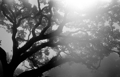 » #2/6 « / Sintra im Nebel / Blog post by <a href="https://strkng.com/en/photographer/filthy+wizard/">Photographer Filthy Wizard</a> / 2019-11-06 15:18 / Schwarz-weiss