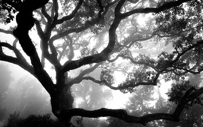 » #4/6 « / Sintra im Nebel / Blog post by <a href="https://strkng.com/en/photographer/filthy+wizard/">Photographer Filthy Wizard</a> / 2019-11-06 15:18 / Schwarz-weiss