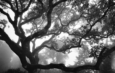 » #5/6 « / Sintra im Nebel / Blog-Beitrag von <a href="https://strkng.com/de/fotograf/filthy+wizard/">Fotograf Filthy Wizard</a> / 06.11.2019 15:18 / Schwarz-weiss