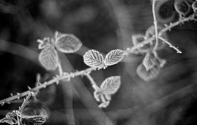 » #2/9 « / Nebel / Blog-Beitrag von <a href="https://strkng.com/de/fotograf/filthy+wizard/">Fotograf Filthy Wizard</a> / 15.02.2020 08:52 / Schwarz-weiss