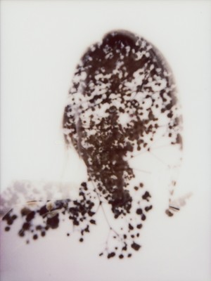 » #6/6 « / Symbiose / Blog post by <a href="https://strkng.com/en/photographer/filthy+wizard/">Photographer Filthy Wizard</a> / 2020-02-17 15:26 / Instant-Film
