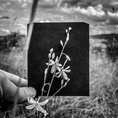 G A L E R i E / Konzeptionell / rensen,rensen.photography,galerie,pola,polaroid-coversheet,Natur,begegnung,zufällig