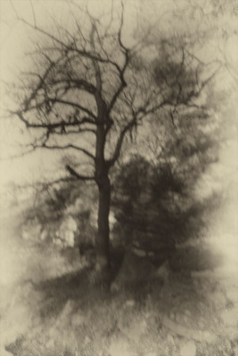 » #7/8 « / Nel bosco #1 / Blog-Beitrag von <a href="https://strkng.com/de/fotograf/gm+sacco/">Fotograf GM Sacco</a> / 17.02.2020 18:54 / Fine Art