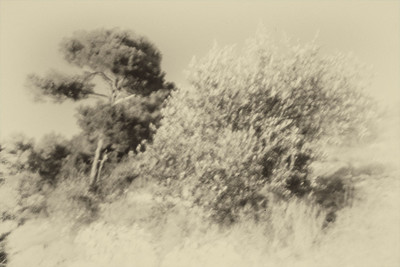 » #2/9 « / Nel bosco #2 / Blog post by <a href="https://strkng.com/en/photographer/gm+sacco/">Photographer GM Sacco</a> / 2020-02-19 11:35