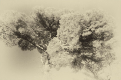 » #3/9 « / Nel bosco #2 / Blog post by <a href="https://strkng.com/en/photographer/gm+sacco/">Photographer GM Sacco</a> / 2020-02-19 11:35