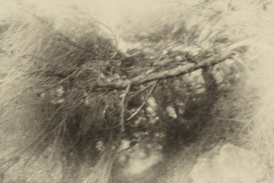 » #4/9 « / Nel bosco #2 / Blog post by <a href="https://strkng.com/en/photographer/gm+sacco/">Photographer GM Sacco</a> / 2020-02-19 11:35