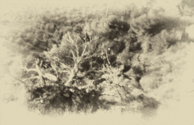 » #5/9 « / Nel bosco #2 / Blog post by <a href="https://strkng.com/en/photographer/gm+sacco/">Photographer GM Sacco</a> / 2020-02-19 11:35