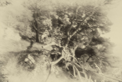 » #8/9 « / Nel bosco #2 / Blog post by <a href="https://strkng.com/en/photographer/gm+sacco/">Photographer GM Sacco</a> / 2020-02-19 11:35