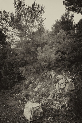 » #2/5 « / Di nuovo nel bosco I / Blog-Beitrag von <a href="https://strkng.com/de/fotograf/gm+sacco/">Fotograf GM Sacco</a> / 14.03.2020 14:10