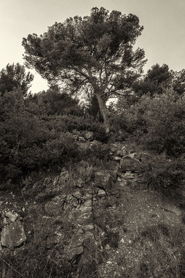 » #3/5 « / Di nuovo nel bosco I / Blog post by <a href="https://strkng.com/en/photographer/gm+sacco/">Photographer GM Sacco</a> / 2020-03-14 14:10