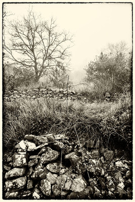 » #5/6 « / Di nuovo nel bosco II / Blog-Beitrag von <a href="https://strkng.com/de/fotograf/gm+sacco/">Fotograf GM Sacco</a> / 17.03.2020 12:43