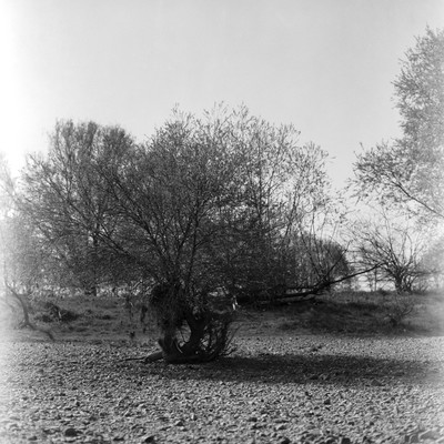 Flussbett I / Natur / natur,flussbett,trockenheit,analog,bäume,dresden,orwonp15