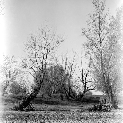 Flussbett II / Schwarz-weiss / natur,flussbett,trockenheit,analog,bäume,dresden,orwonp15