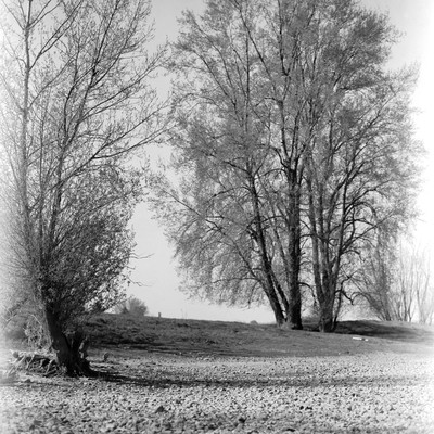 Flussbett III / Schwarz-weiss / natur,flussbett,trockenheit,analog,bäume,dresden,orwo,orwonp15