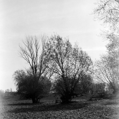 Flussbett VI / Landscapes / natur,flussbett,trockenheit,analog,bäume,dresden,orwo,orwonp15