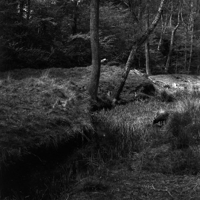 Schaf am Bach / Schwarz-weiss / sheep,schaf,schwarzweiss,blackandwhite,bornholm,trees,bäume