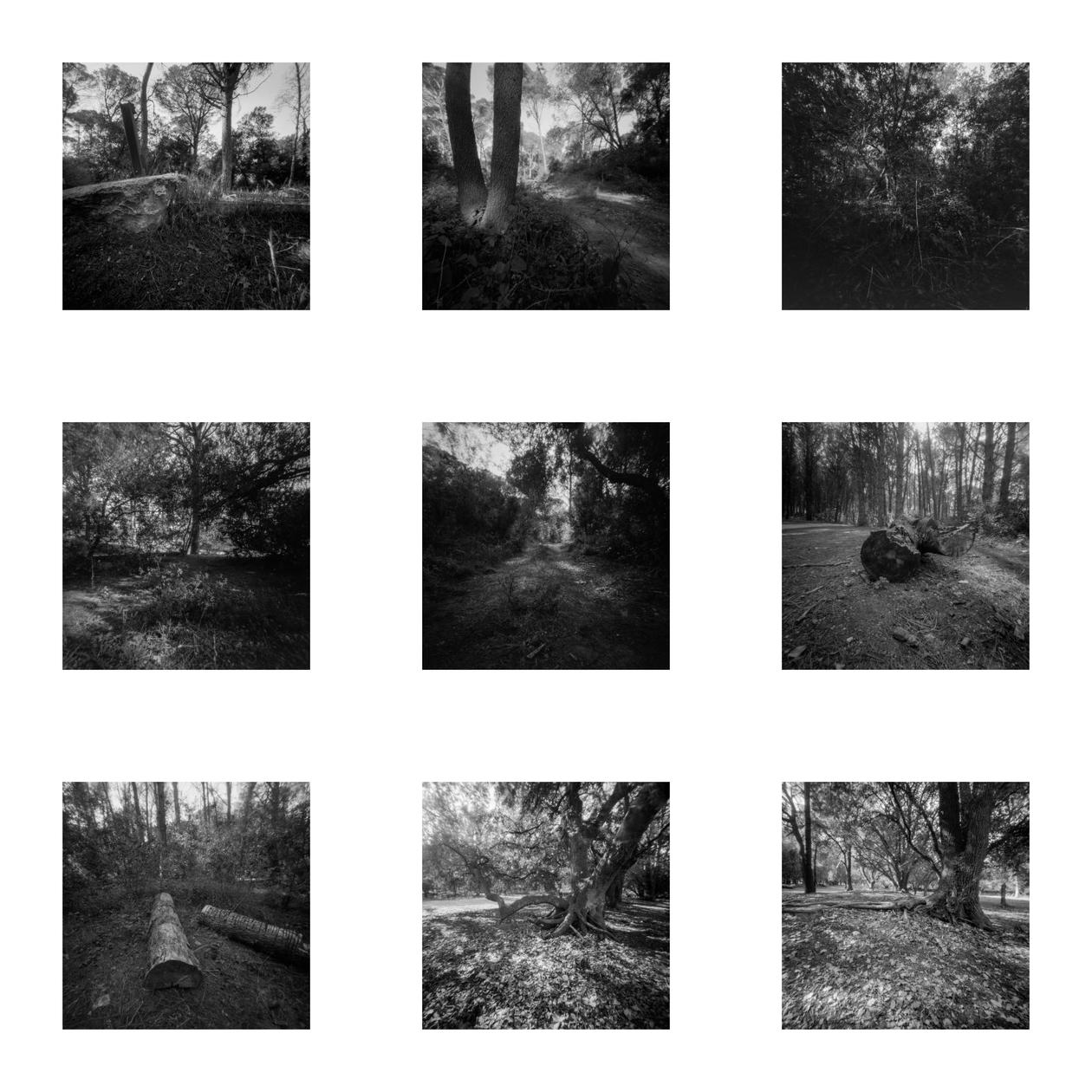 A Pinhole in the Woods &copy; Photographer Joe Hogan