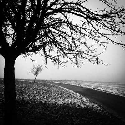 » #4/6 « / Winterlandschaft (2021) / Blog-Beitrag von <a href="https://renegreinerfotografie.strkng.com/de/">Fotograf René Greiner Fotografie</a> / 02.11.2022 14:27 / Natur / blackandwhite,blackandwhitephotography,minimalistic,natur,nebel,misty,foggy,bäume,landschaft