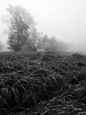 » #8/9 « / l&#039;automne (2022) / Blog-Beitrag von <a href="https://renegreinerfotografie.strkng.com/de/">Fotograf René Greiner Fotografie</a> / 08.11.2022 16:32 / Schwarz-weiss / blackandwhite,blackandwhitephotography,schwarzweiß,natur,landschaft,landscape,stille,ruhe,silence,nebel,foggy,misty,bäume