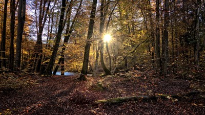 » #1/3 « / Bavarian Autumn Art / Blog-Beitrag von <a href="https://strkng.com/de/fotograf/michael+stapfer/">Fotograf Michael Stapfer</a> / 04.10.2019 15:03