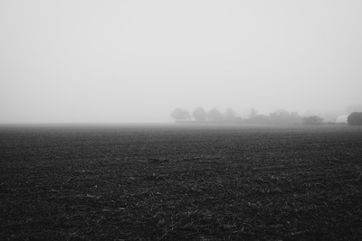 Treues in the fog / Schwarz-weiss