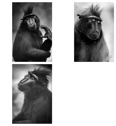 Ape - Blog post by Photographer Christian A. Friedrich / 2020-11-06 12:35