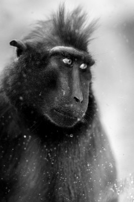 Ape  / Tiere / ape,glass,animalportrait,animal,portrait,zoo