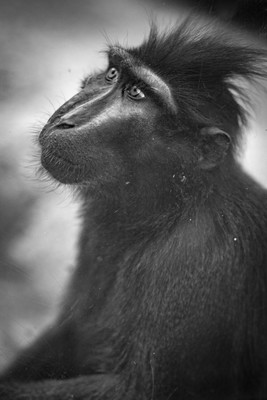 Ape  / Tiere / apes,portrait,animals,zoo,fineart