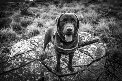 » #1/9 « / Ligurian Beigua Park / Blog post by <a href="https://strkng.com/en/photographer/storvandre+photography/">Photographer Storvandre Photography</a> / 2022-01-04 12:23 / Tiere