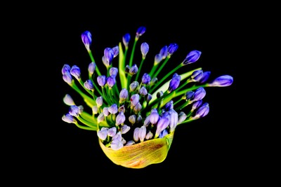 Blaue Blume / Natur / Blume,blau,Frühjahr,Schönheit,Anmut