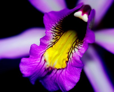 Der Rachen der Iris / Natur / Blume,Iris,blau,Schönheit,Anmut